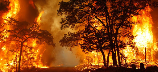 quand une forêt brûle 1
