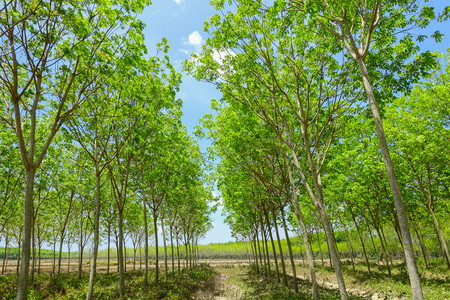 57482623 fond vert nature détendez vous sur la nature la nature des feuilles vertes (1)